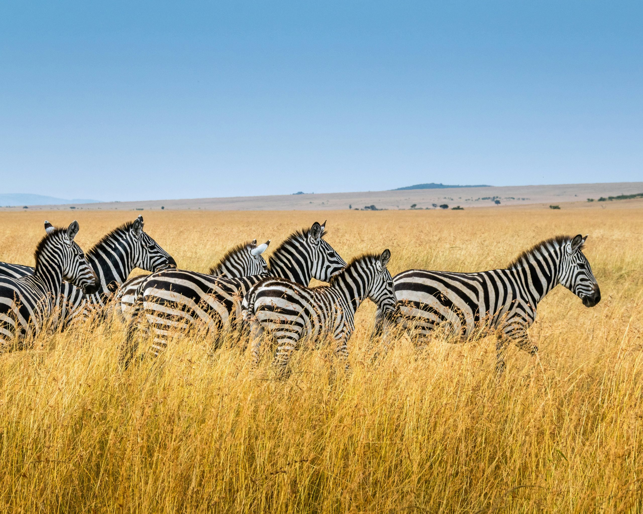 Zebras in Kenya