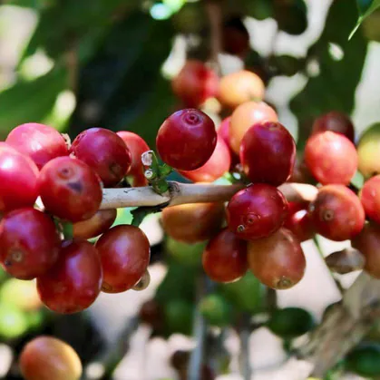 Red coffee cherries (West Java Blue Batavia)